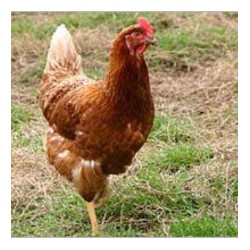 Poulet fermier (SaPrai) ~2kg /kg