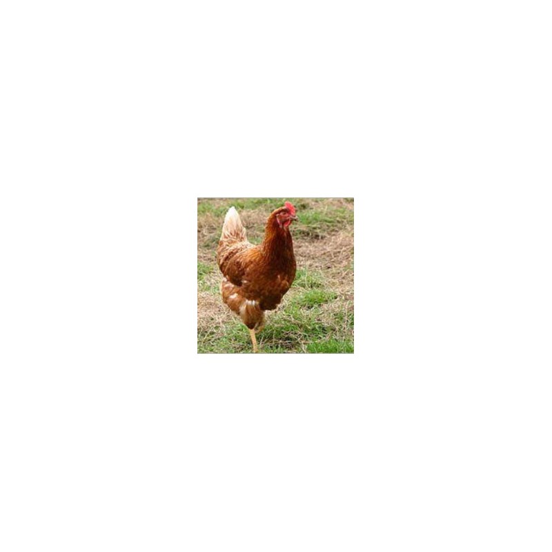 Poulet fermier (SaPrai) ~2kg /kg