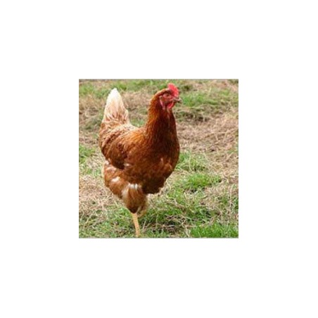 Poulet fermier (SaPrai) ~2kg /kg