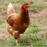 Poulet fermier (SaPrai) ~2kg /kg