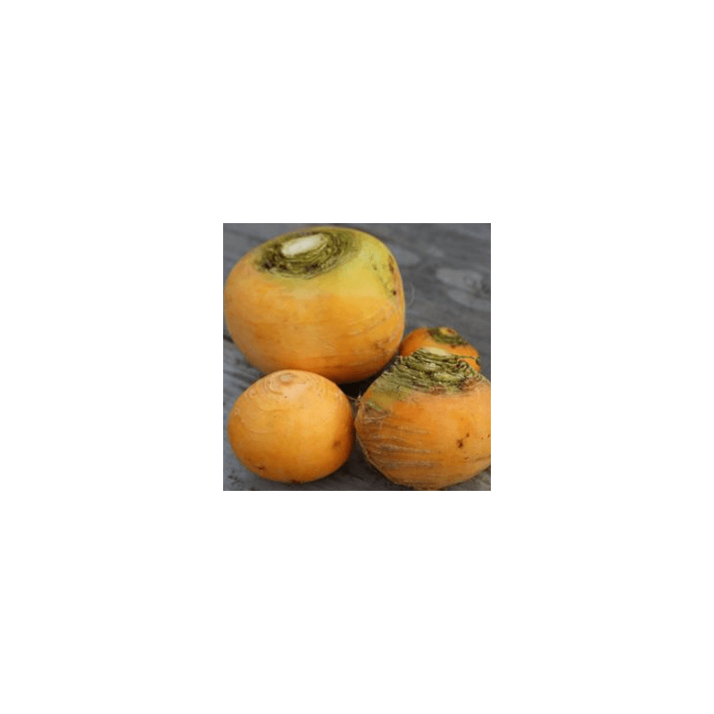 Navets boule d'or (FBrie) /kg