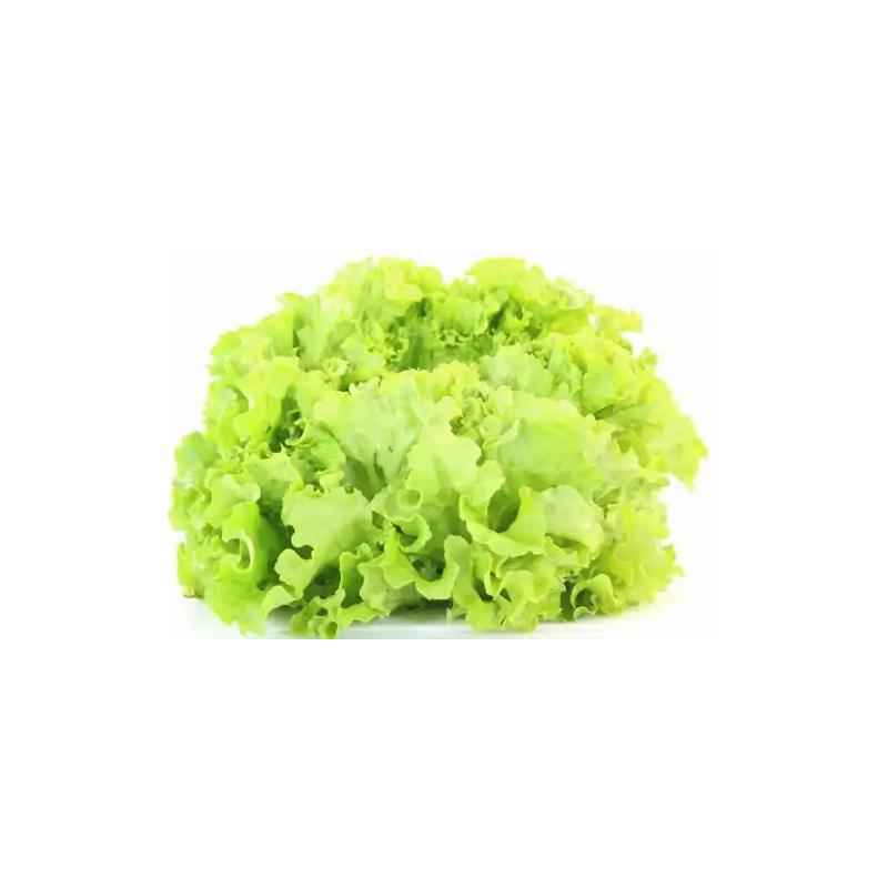 Salade Batavia bio (FBrie) /pièce