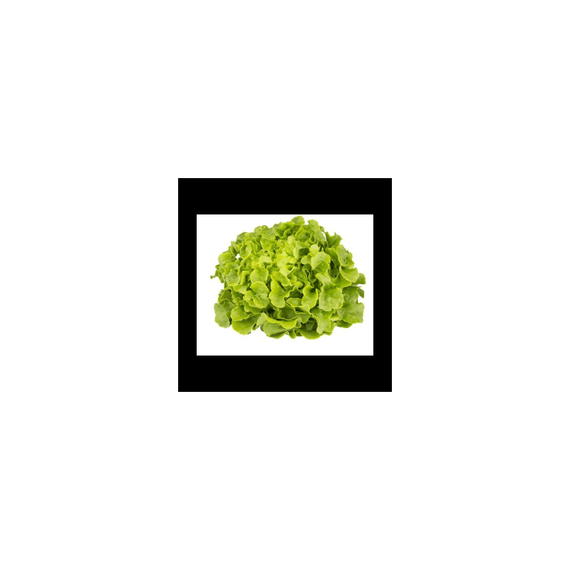 Laitue Feuille de chêne bio (Fbrie) /pièce