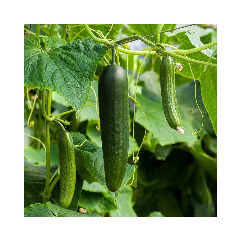 Concombre verdon long (FBrie) /pièce