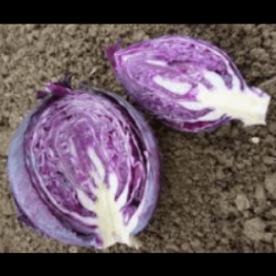 Chou Cabu rouge (FBrie) /pièce