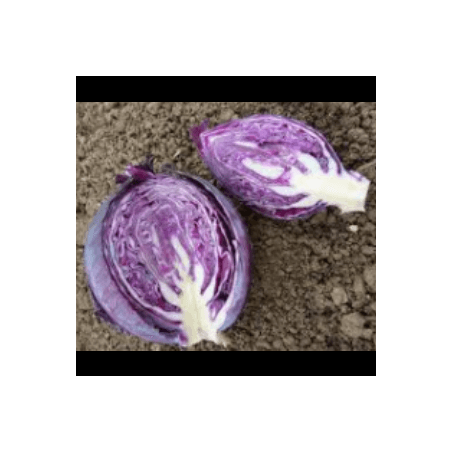 Chou Cabu rouge (FBrie) /pièce