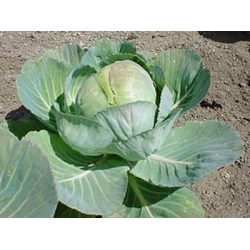 Chou Cabu blanc bio (FBrie) /pièce