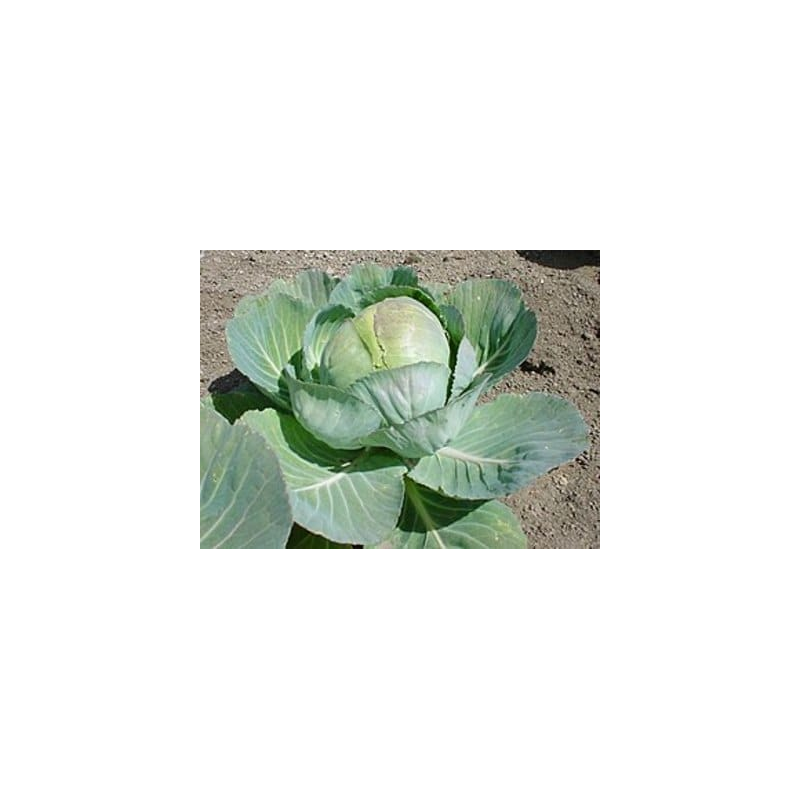 Chou Cabu blanc bio (FBrie) /pièce