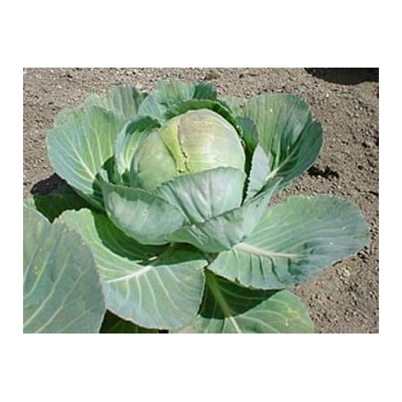 Chou Cabu blanc bio (FBrie) /pièce