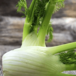 Fenouil bio (FBrie) /kg