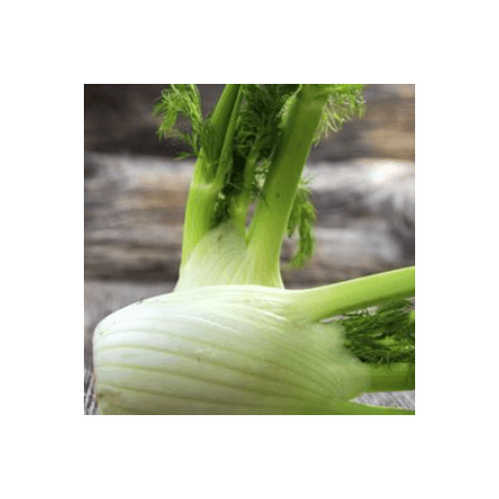 Fenouil bio (FBrie) /kg