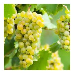 Raisins blancs Italia (Dynamis) /kg