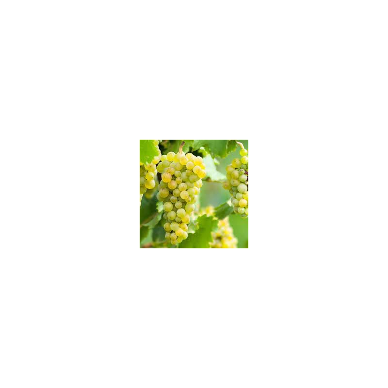 Raisins blancs Italia (Dynamis) /kg