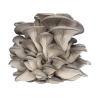 Champignon pleurote gris bio (Champerrin) /kg