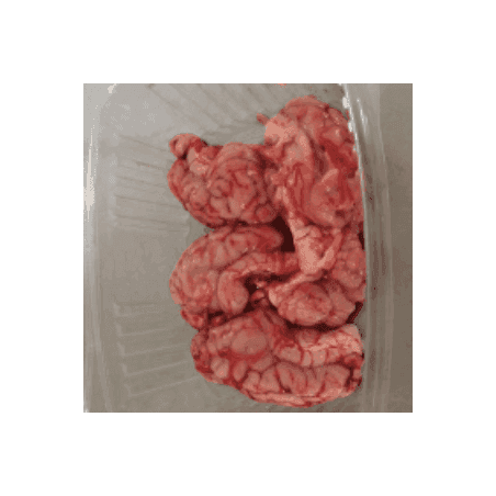 Porc Cervelle (Fmone) /pièce