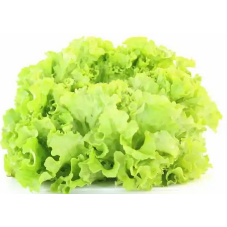 Salade Batavia bio (FBrie) /pièce
