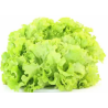 Salade Batavia bio (FBrie) /pièce