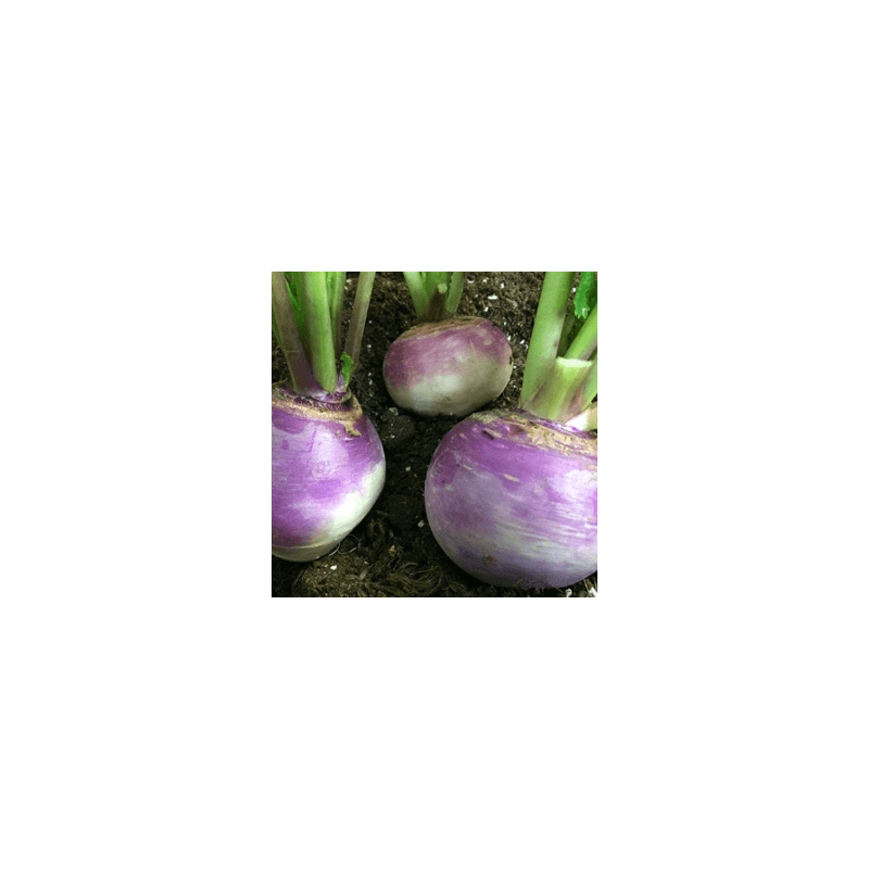 Navets globes (FBrie) /kg
