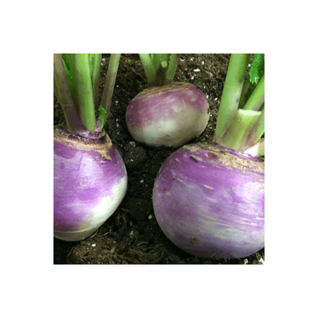 Navets globes (FBrie) /kg