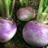 Navets globes (FBrie) /kg