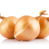 Oignons jaunes bio (FBrie) /kg