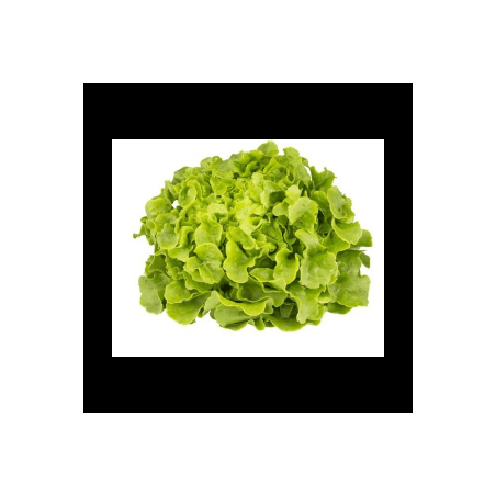 Laitue Feuille de chêne bio (Fbrie) /pièce