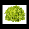 Laitue Feuille de chêne bio (Fbrie) /pièce