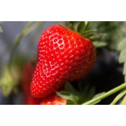 Fraises (Dynamis) 250g