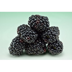 Mûres bio (Dynamis) barquette 125g