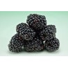 Mûres (Dynamis) 125g