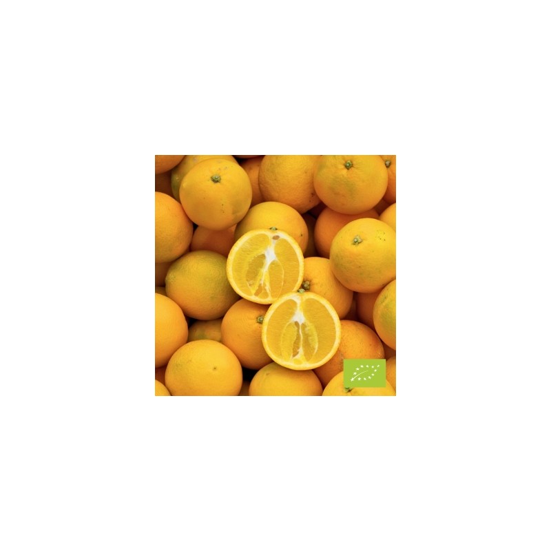 Oranges Navelina (FBrie) kg