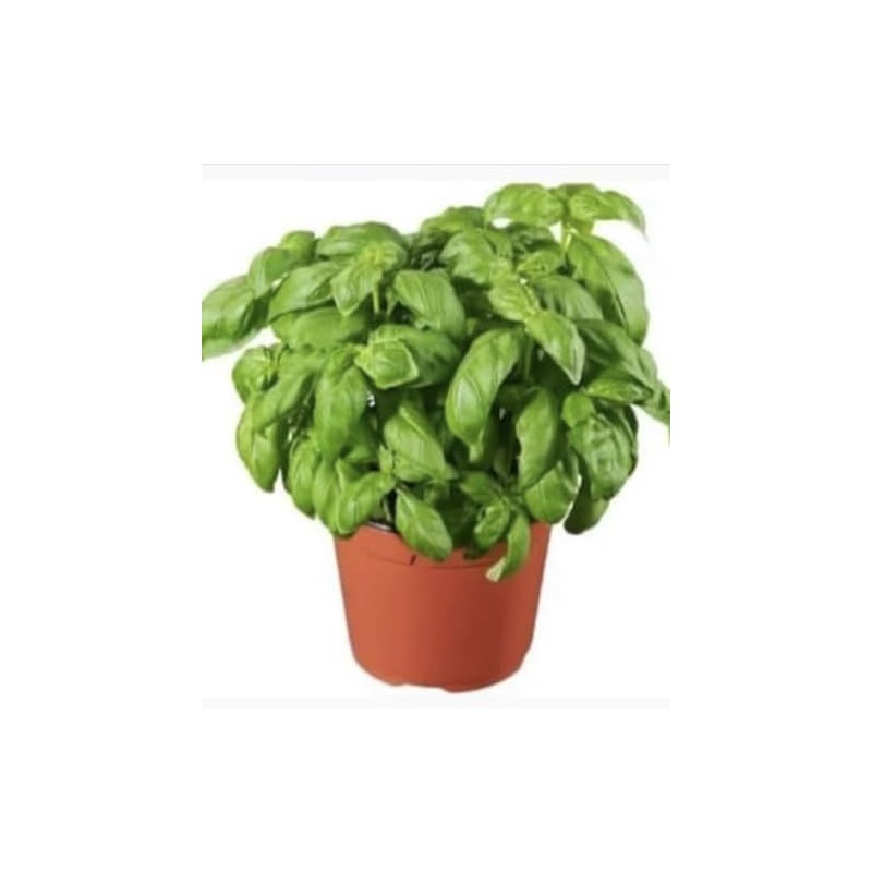 Basilic bio en pot (Dynamis)
