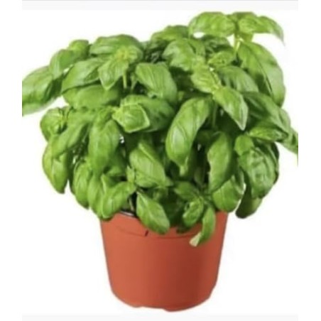 Basilic bio en pot (Dynamis)