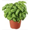 Basilic bio en pot (Dynamis)