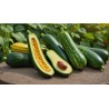 Courgettes vertes bio (Dynamis) /kg