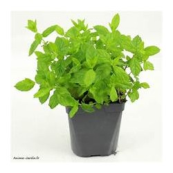 Pot Menthe bio (Dynamis) /pièce