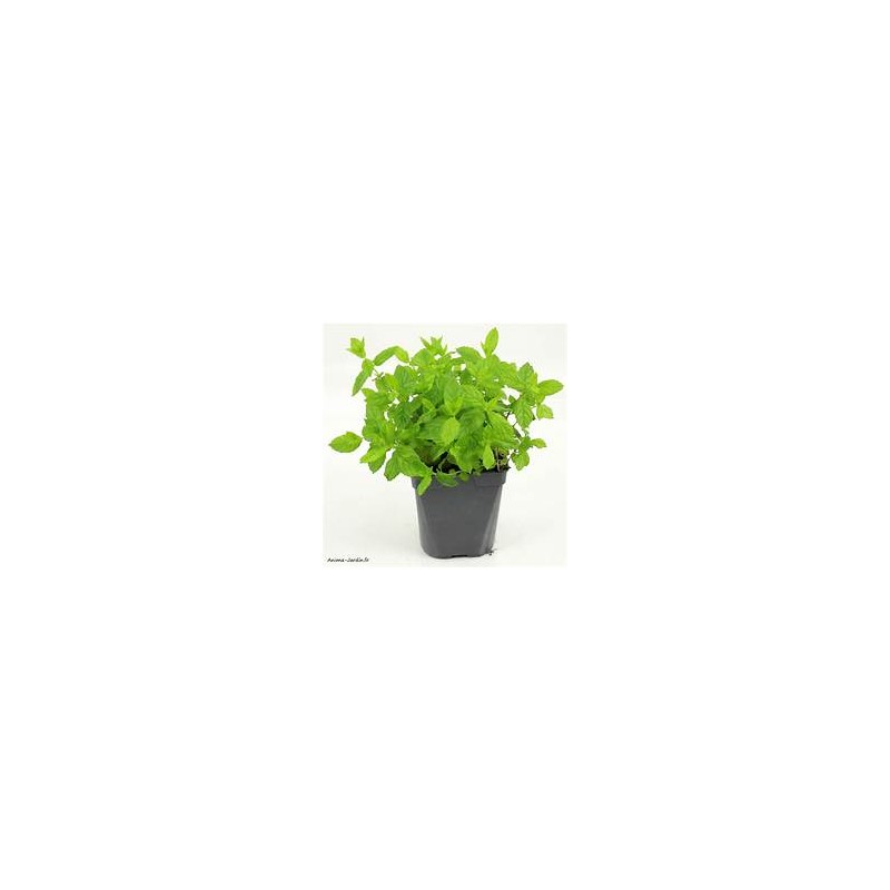 Pot Menthe bio (Dynamis) /pièce