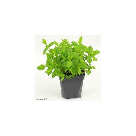 Pot Menthe bio (Dynamis) /pièce