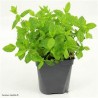 Pot Menthe bio (Dynamis) /pièce