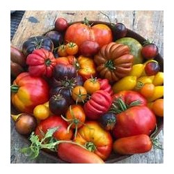 Tomates Mixtes bio (HanSO (HanSO)