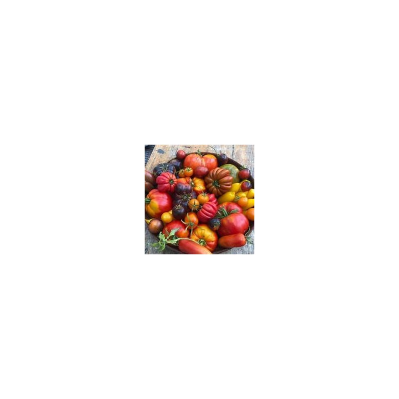 Tomates Mixtes bio (HanSO (HanSO)