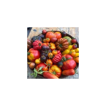 Tomates Mixtes bio (HanSO (HanSO)