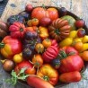 Tomates Mixtes bio (HanSO (HanSO)